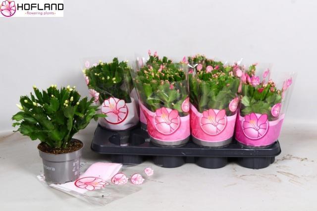 Горшечные цветы и растения оптом Schlumbergera Mix 50+ от 8шт из Голландии с доставкой по России