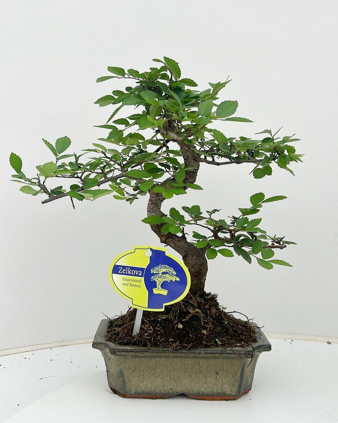 Горшечные цветы и растения оптом Bonsai Zelkova Parvifolia от 10шт из Голландии с доставкой по России