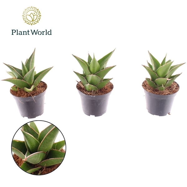 Горшечные цветы и растения оптом Sansevieria Samurai от 16шт (для телеги) из Голландии с доставкой по России