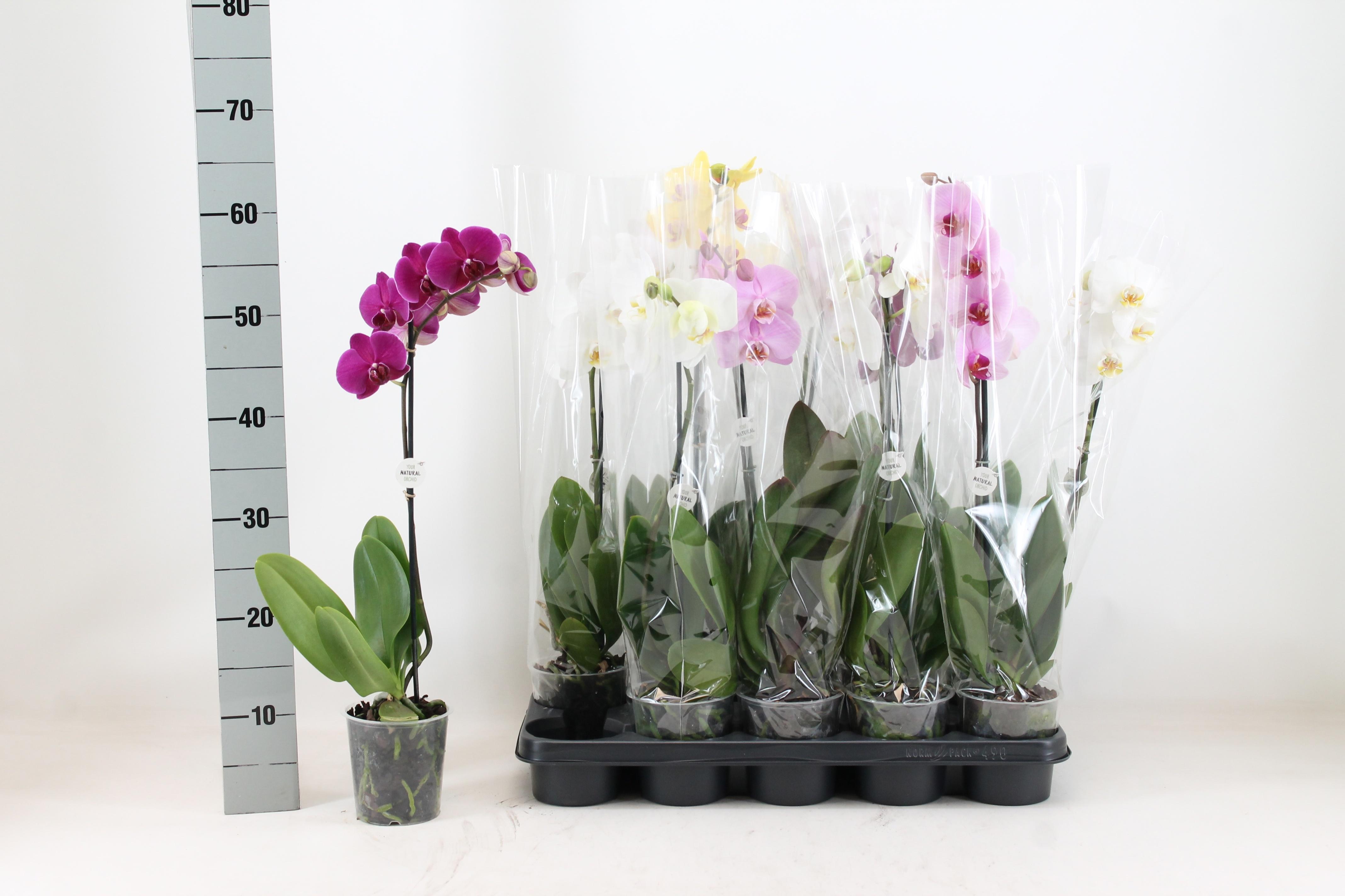 Горшечные цветы и растения оптом Phal Gem от 10шт'' из Голландии с доставкой по России