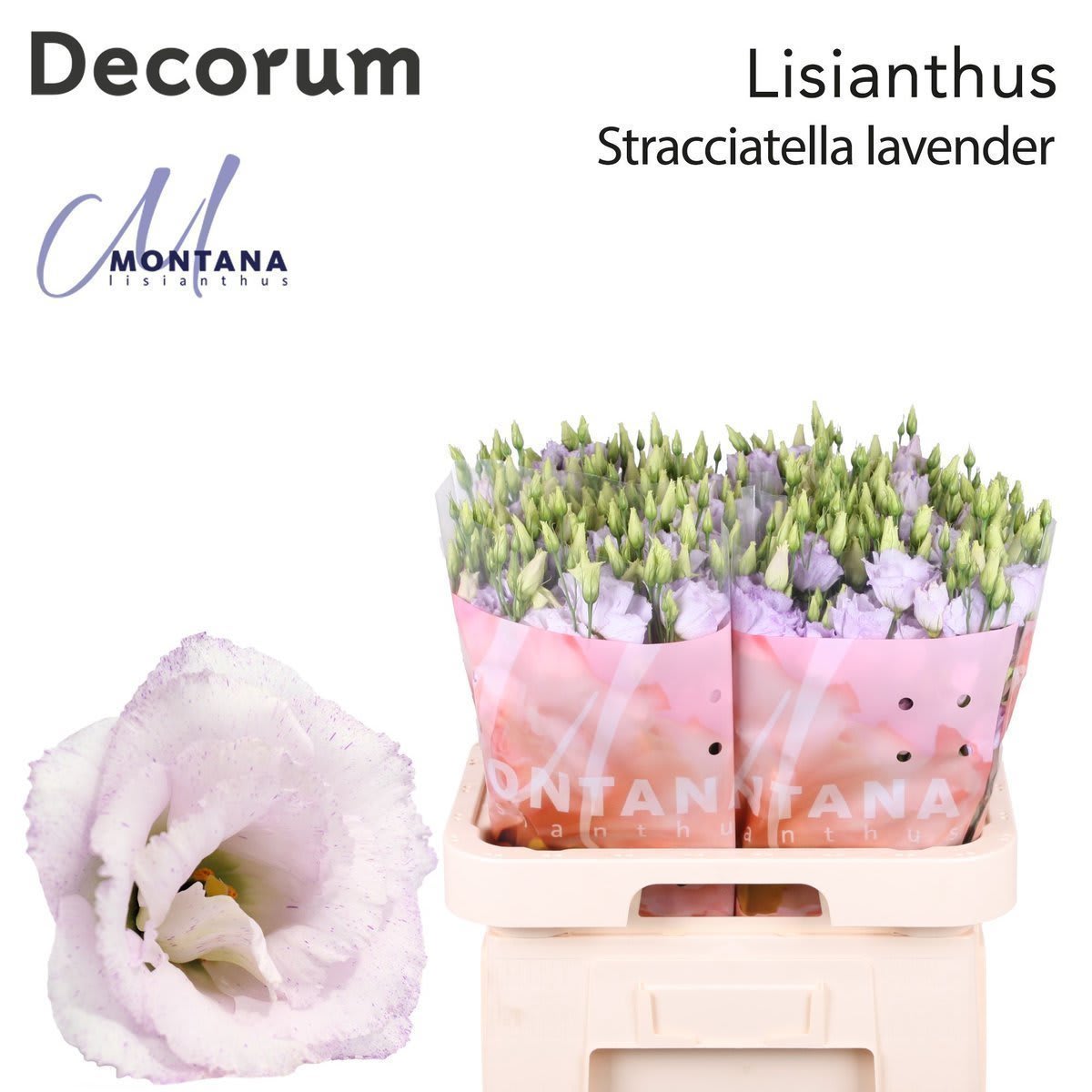 Срезанные цветы оптом Lisianthus do stracciatella lavender от 40шт из Голландии с доставкой по России