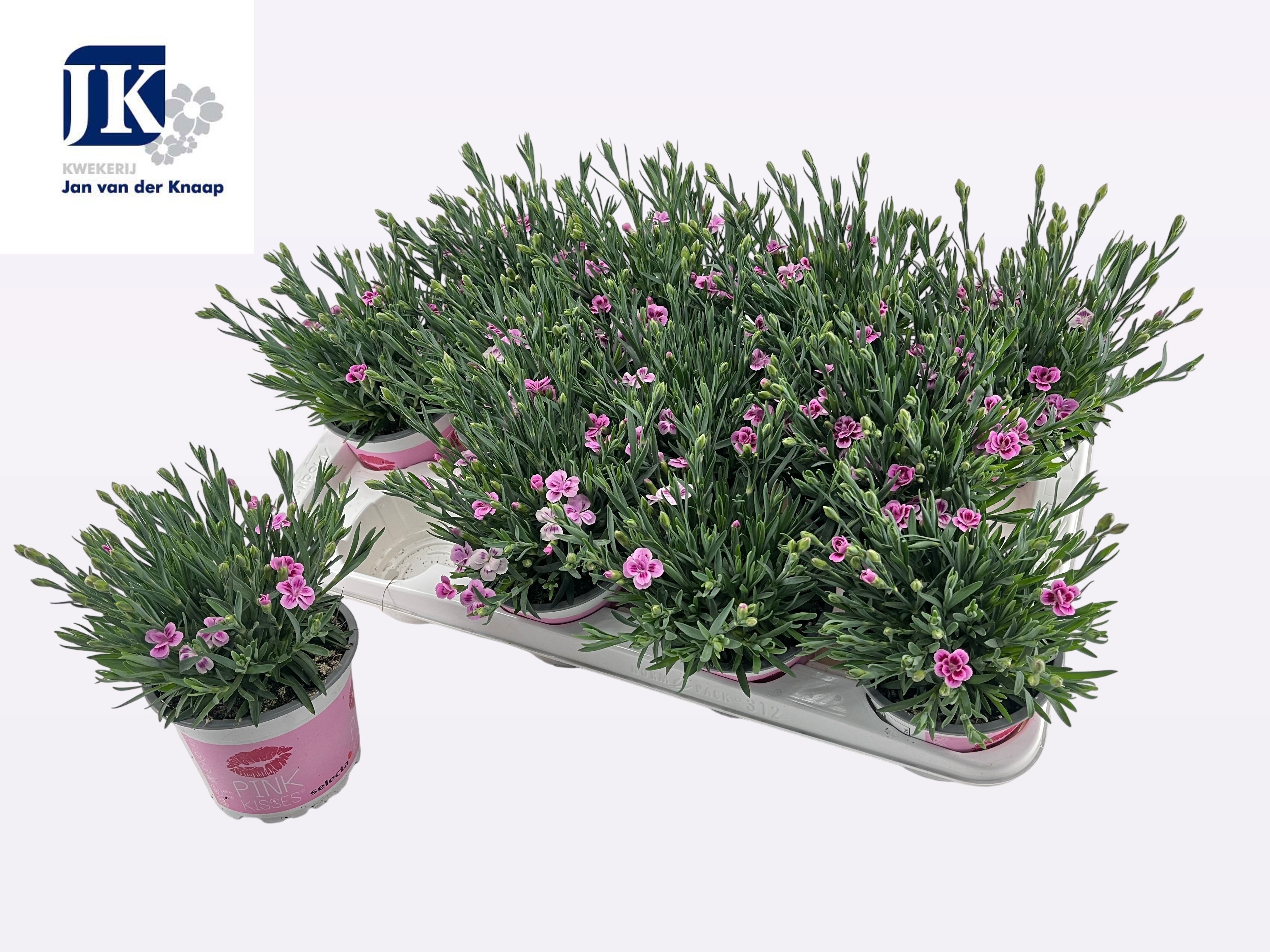 Горшечные цветы и растения оптом Dian Di Pink Kisses от 12шт из Голландии с доставкой по России