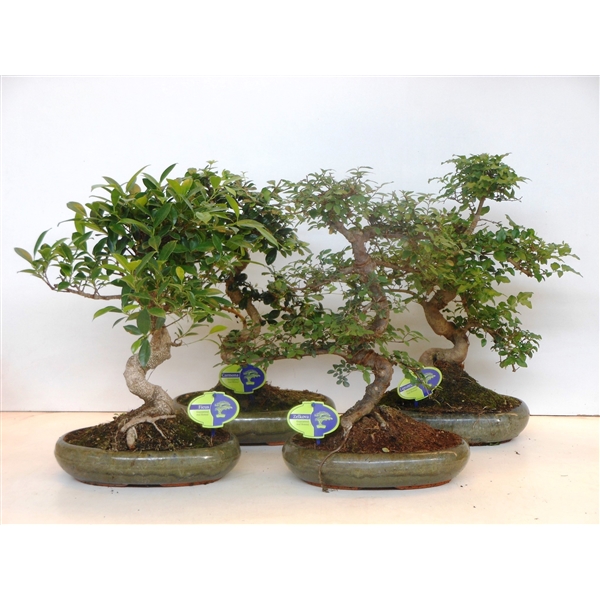 Горшечные цветы и растения оптом Bonsai Mix, Indoor, 29cm., Shape, Without Drip Tra от 3шт из Голландии с доставкой по России