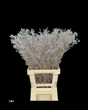 Срезанные цветы оптом Chamelaucium paint champagne от 50шт из Голландии с доставкой по России