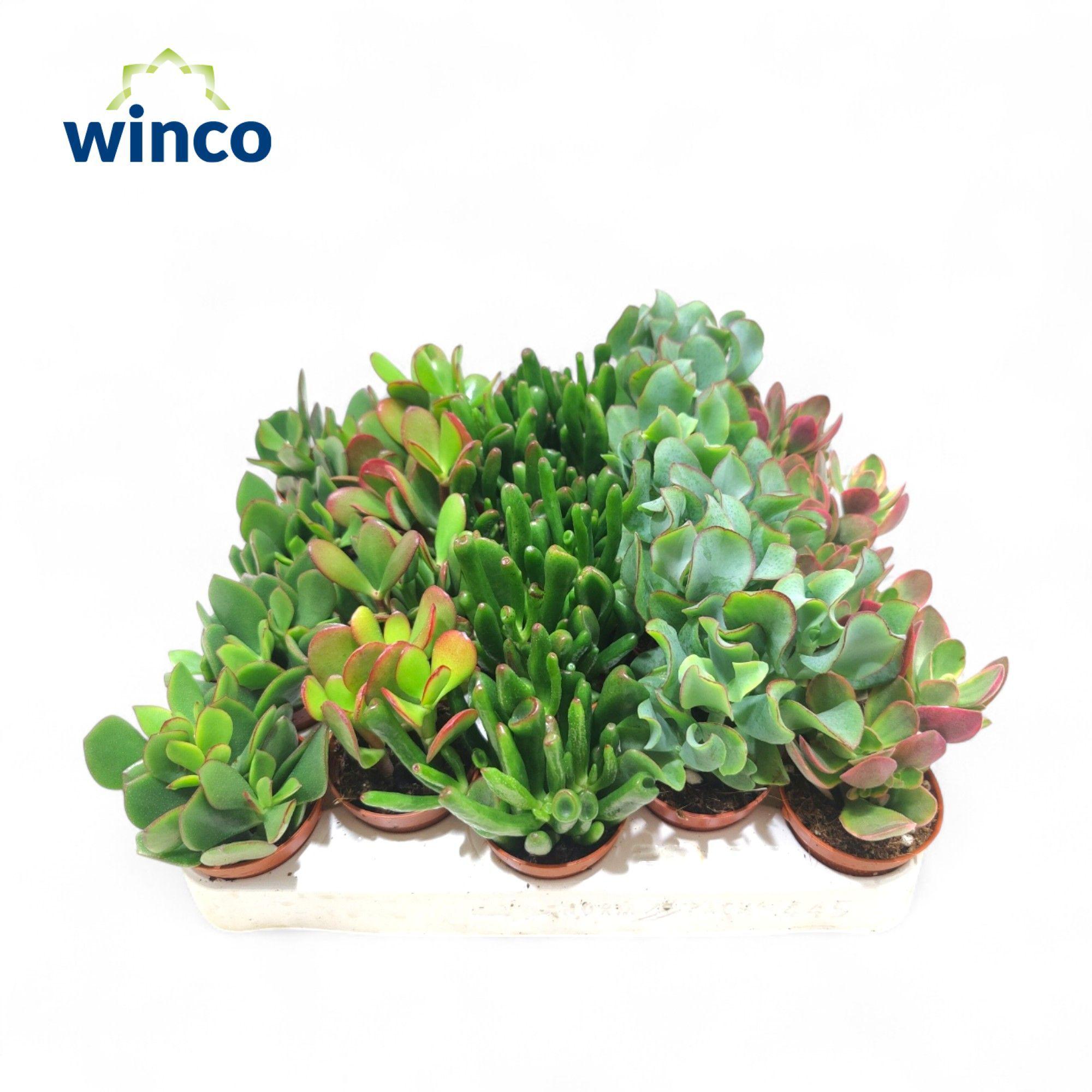 Горшечные цветы и растения оптом Crass Gem от 20шт (для телеги) из Голландии с доставкой по России