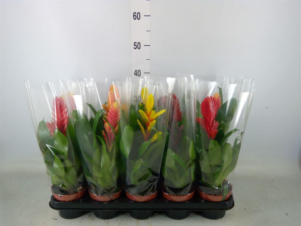 Горшечные цветы и растения оптом Vriesea   ...mix 6 от 10шт из Голландии с доставкой по России