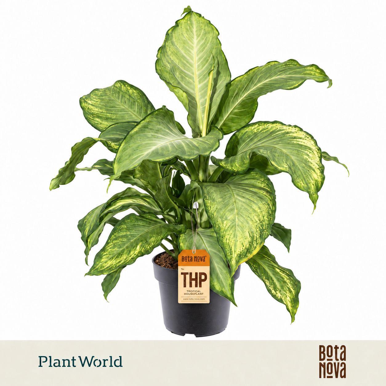 Горшечные цветы и растения оптом Dieffenbachia Ivory Green от 3шт из Голландии с доставкой по России
