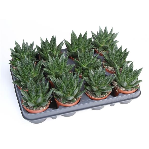 Горшечные цветы и растения оптом Gasteraloe Flow от 12шт (для телеги) из Голландии с доставкой по России