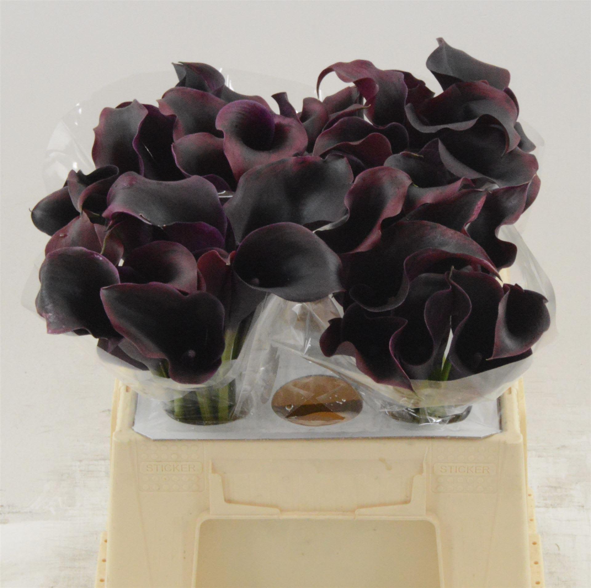 Срезанные цветы оптом Zantedeschia rudolph от 60шт из Голландии с доставкой по России