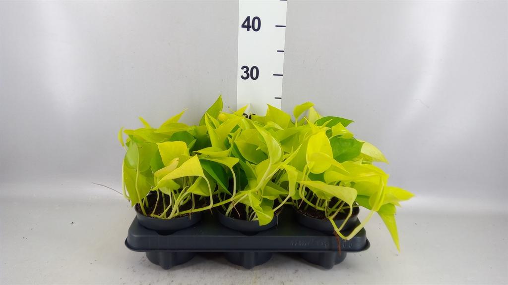 Горшечные цветы и растения оптом Philodendron Scand. lemon Lime от 6шт из Голландии с доставкой по России
