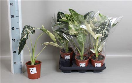 Горшечные цветы и растения оптом Aloc Frydek Variegata In Blanco от 6шт (для телеги) из Голландии с доставкой по России
