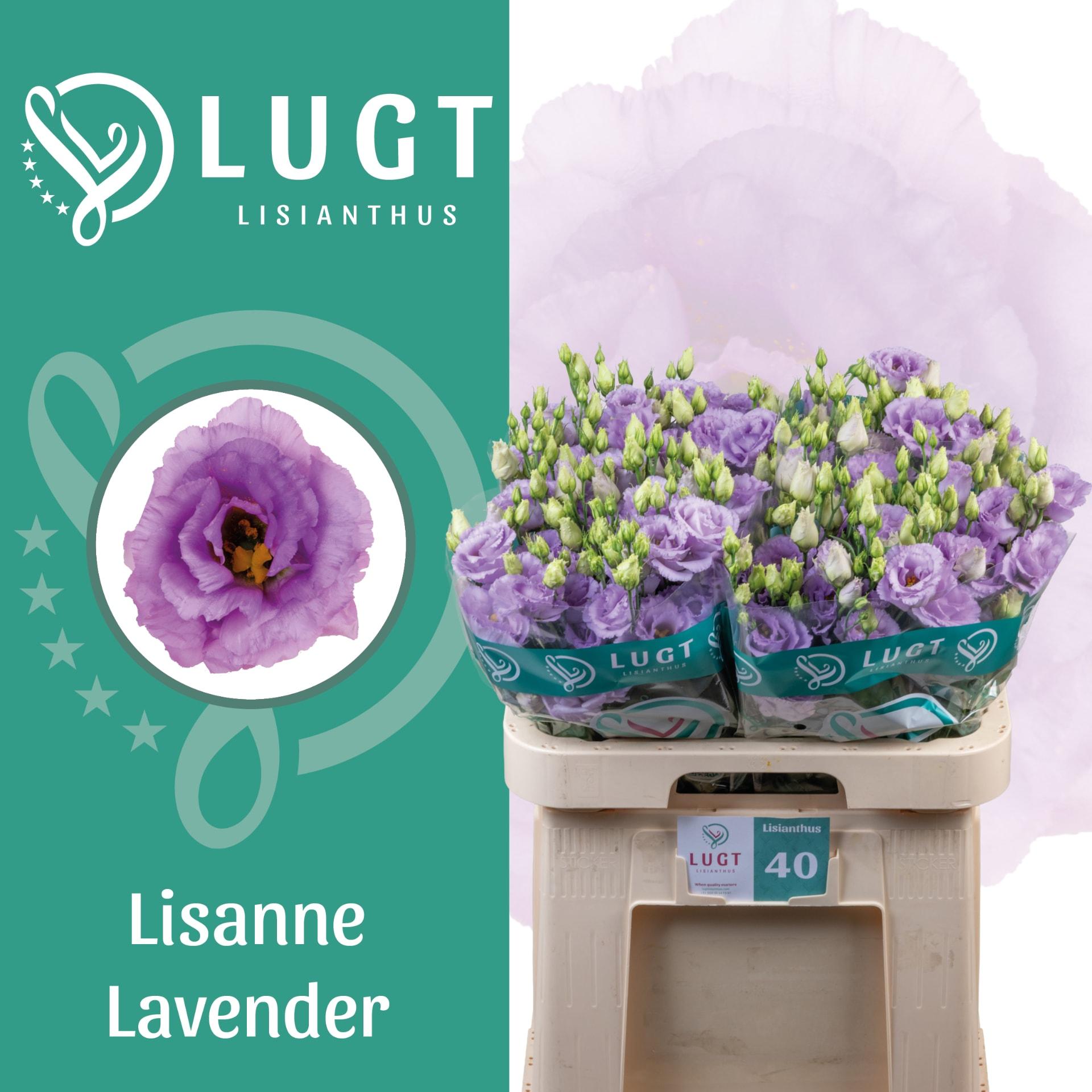 Срезанные цветы оптом Lisianthus do lisanne deep lavender A от 140шт из Голландии с доставкой по России