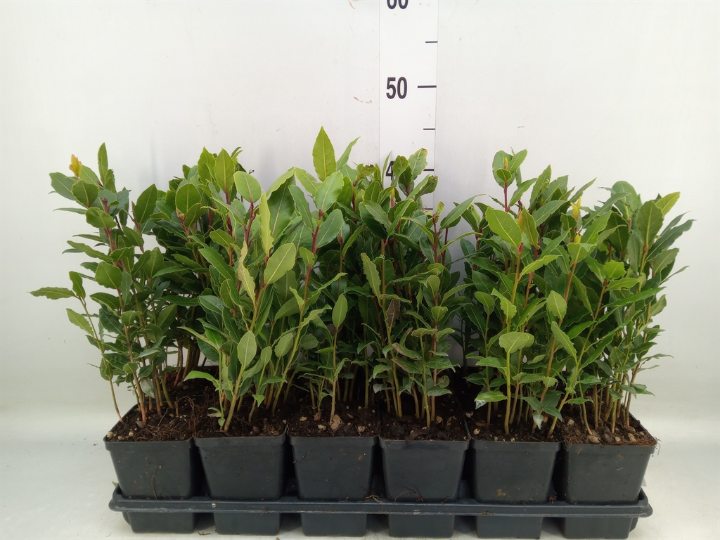 Горшечные цветы и растения оптом Laurus Nobilis от 12шт (для телеги) из Голландии с доставкой по России