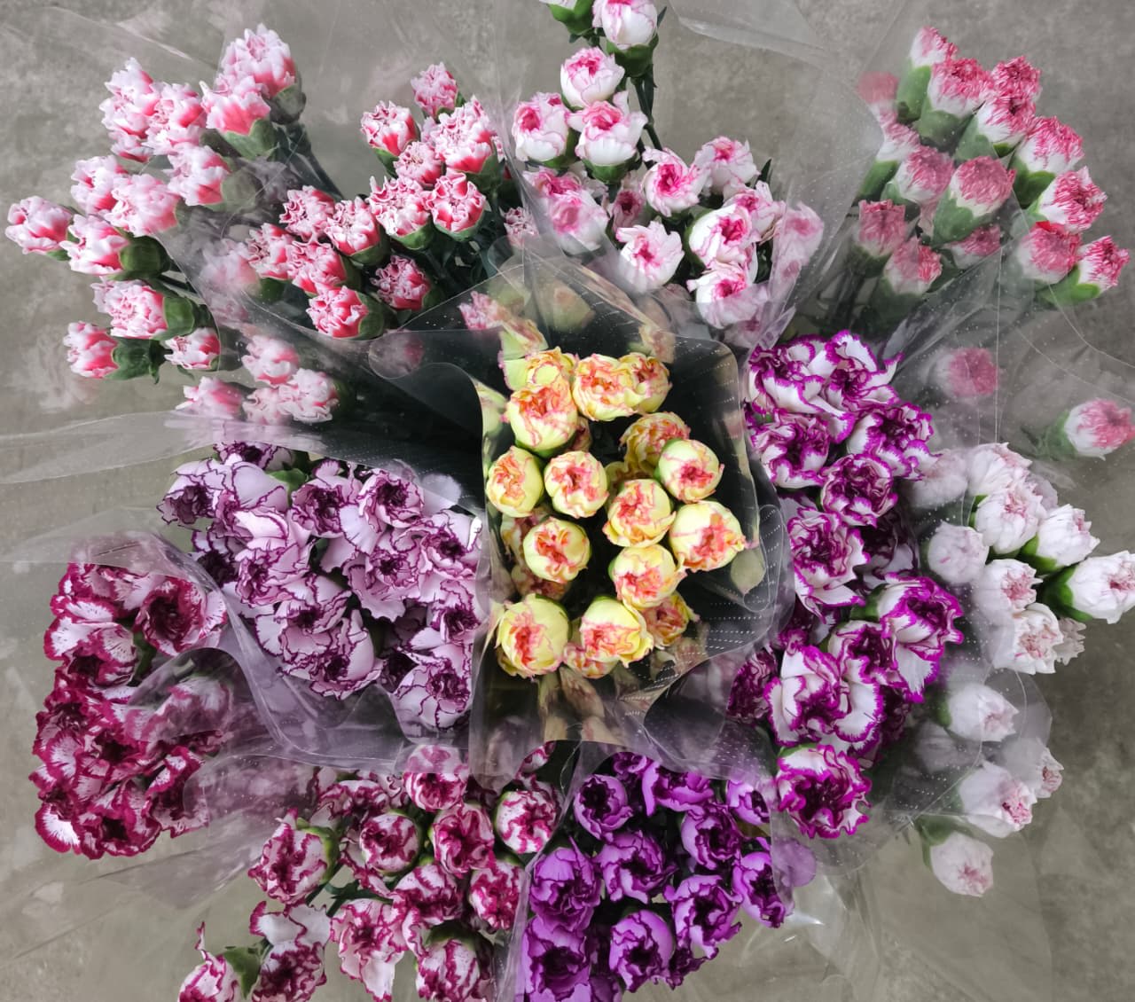 Срезанные цветы оптом Dianthus st mix bicolor от 80шт из Голландии с доставкой по России