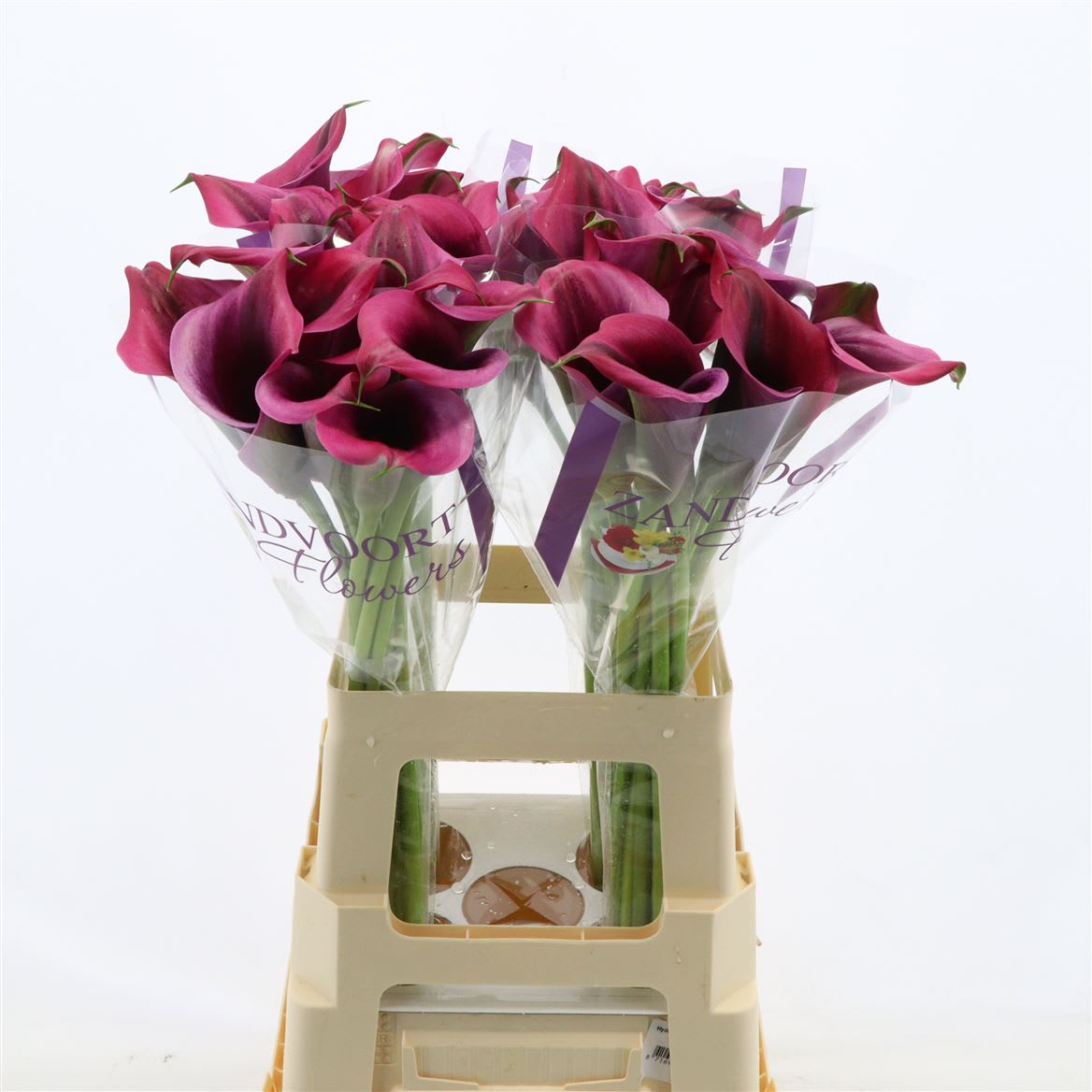 Срезанные цветы оптом Zantedeschia dior от 40шт из Голландии с доставкой по России