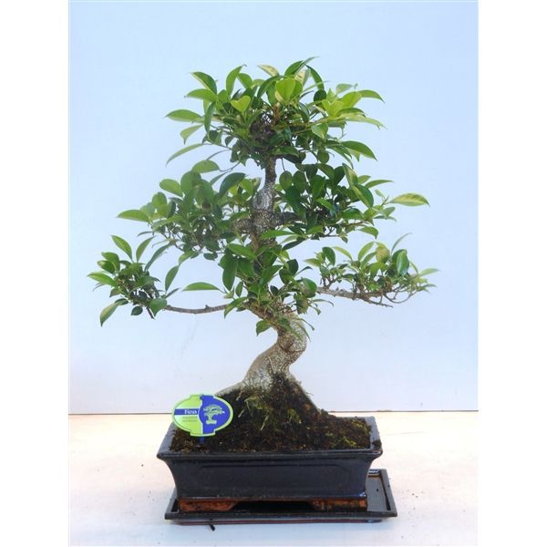 Горшечные цветы и растения оптом Bonsai Ficus Retusa Shape With Drip Tray от 2шт из Голландии с доставкой по России