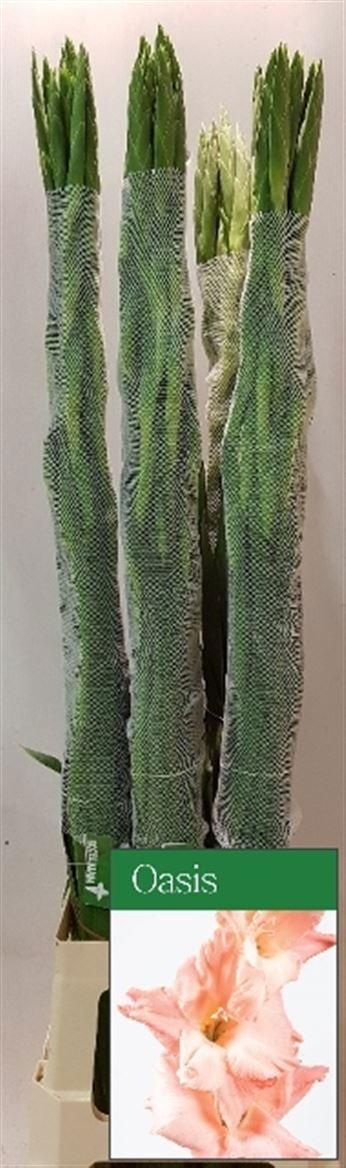 Срезанные цветы оптом Gladiolus la oasis от 50шт из Голландии с доставкой по России