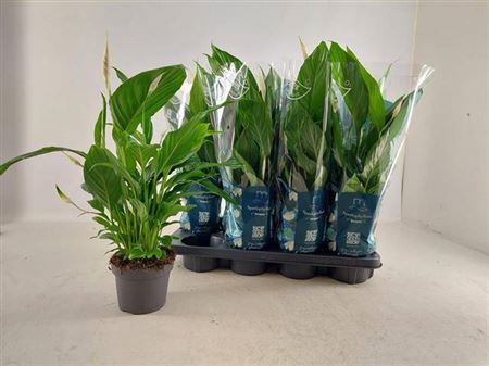 Горшечные цветы и растения оптом Spath Strauss 4+ от 8шт из Голландии с доставкой по России