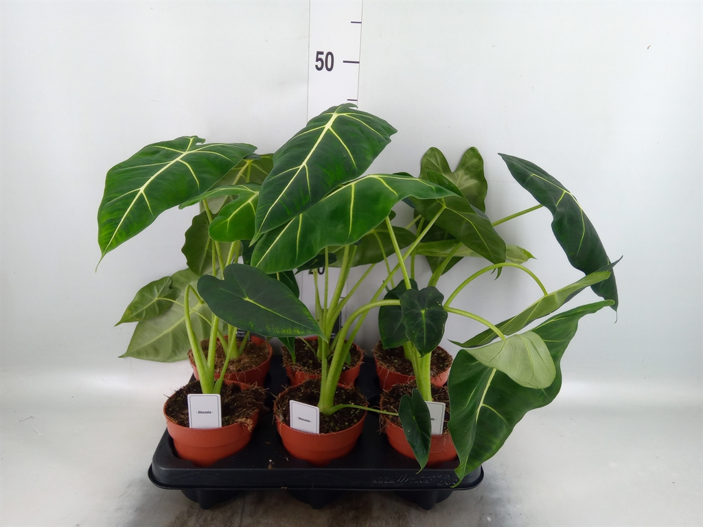 Горшечные цветы и растения оптом Alocasia   ... от 6шт (для телеги) из Голландии с доставкой по России