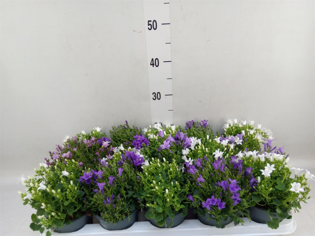 Горшечные цветы и растения оптом Campanula Porten. от 15шт (для телеги) из Голландии с доставкой по России