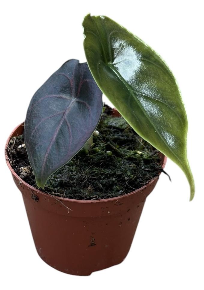 Горшечные цветы и растения оптом Alocasia Azlanii от 1шт (для телеги) из Голландии с доставкой по России