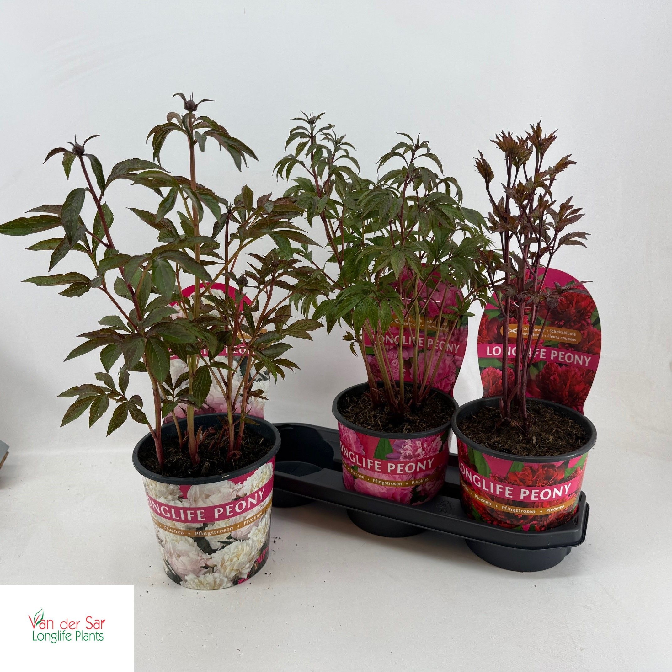 Горшечные цветы и растения оптом Paeonia Gem от 3шт из Голландии с доставкой по России