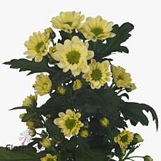 Срезанные цветы оптом Chrys sa rossi cream от 25шт из Голландии с доставкой по России