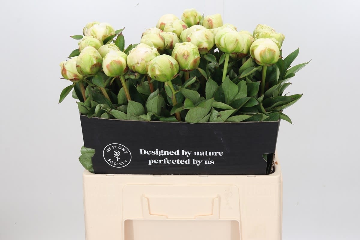 Срезанные цветы оптом Paeonia bright white от 40шт из Голландии с доставкой по России