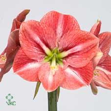 Срезанные цветы оптом Hippeastrum mini starmaker от 18шт из Голландии с доставкой по России