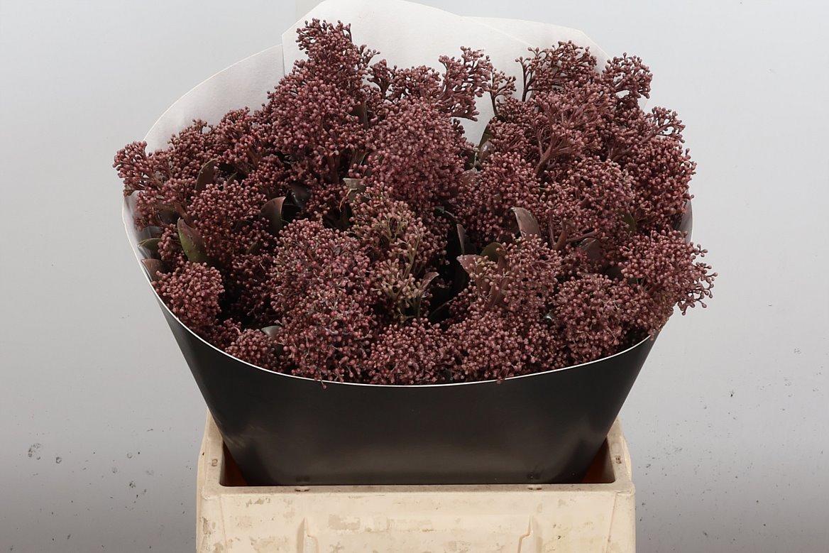 Срезанные цветы оптом Skimmia wax caramel от 5шт из Голландии с доставкой по России