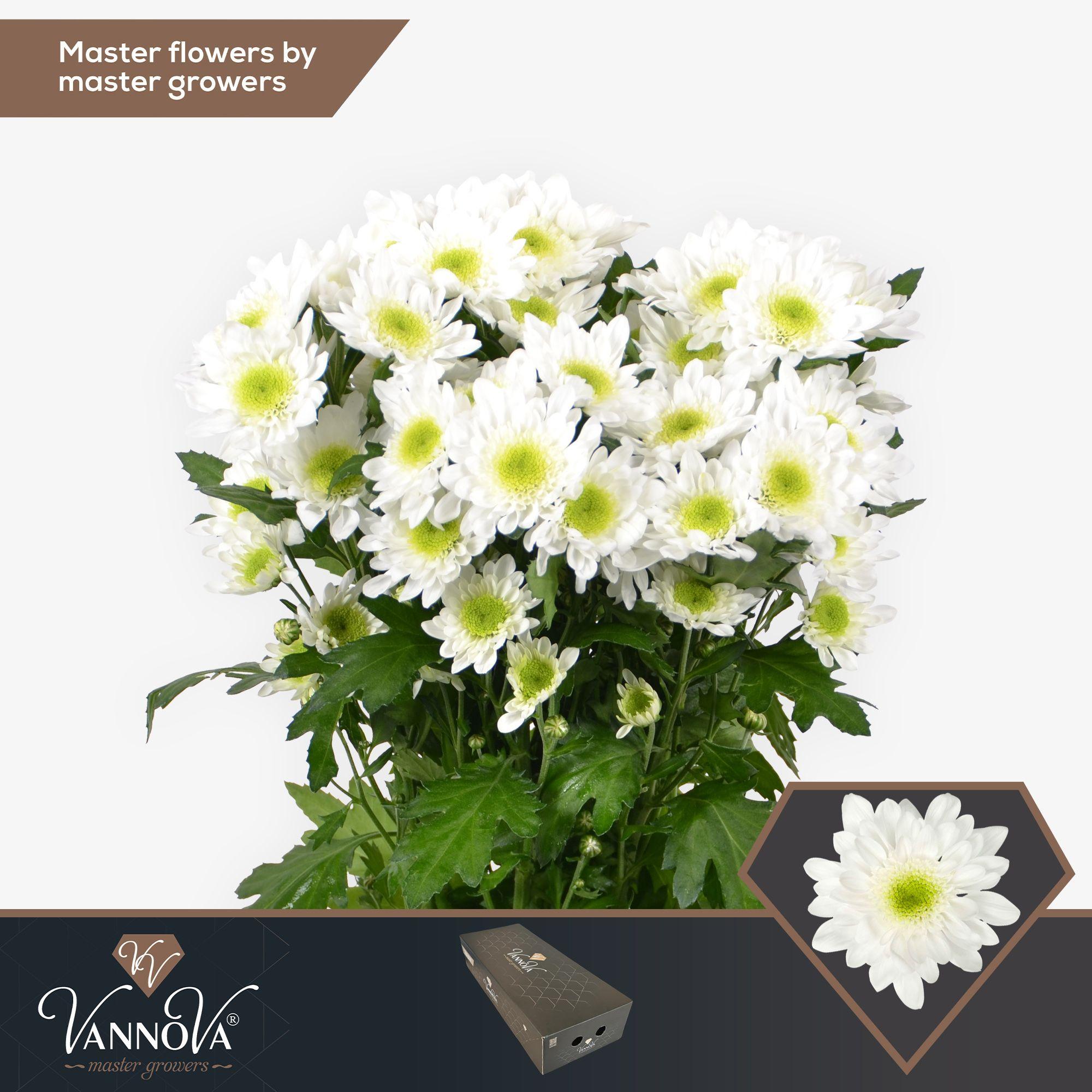 Срезанные цветы оптом Chrys sp radost от 20шт. из Голландии с доставкой по России