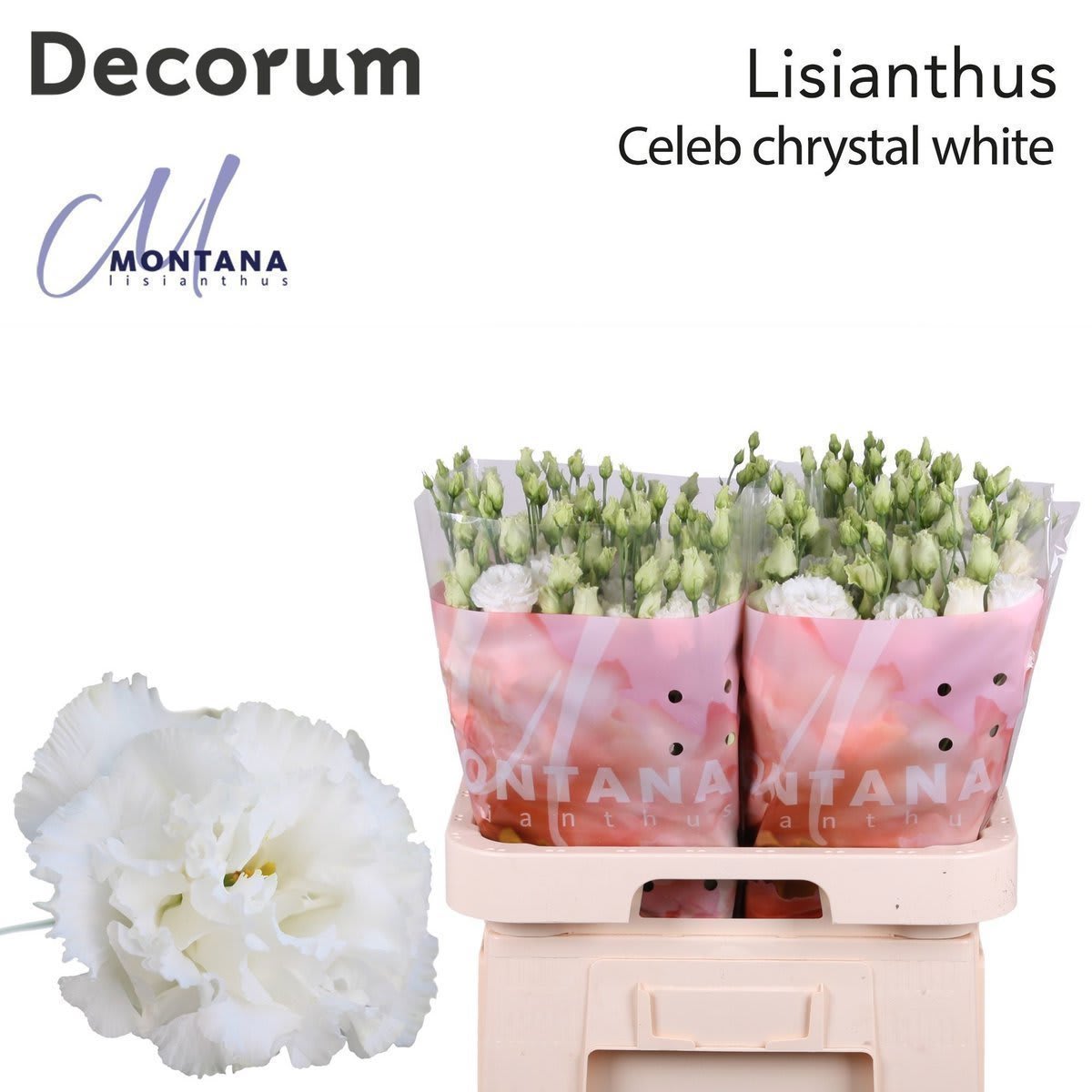 Срезанные цветы оптом Lisianthus do celeb chrystal от 60шт. из Голландии с доставкой по России