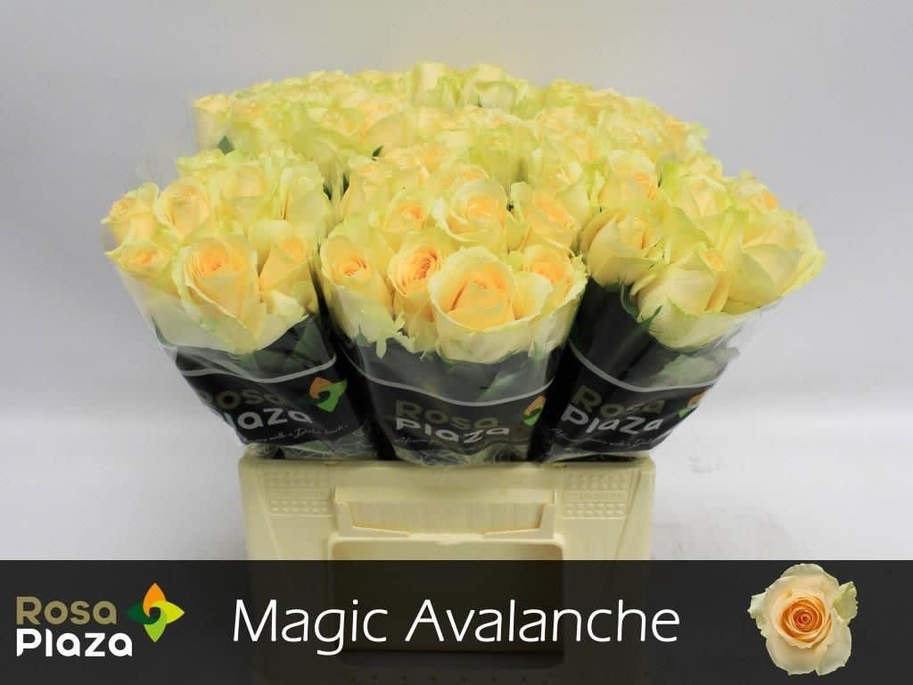 Срезанные цветы оптом Rosa large magic avalanche+ от 80шт из Голландии с доставкой по России
