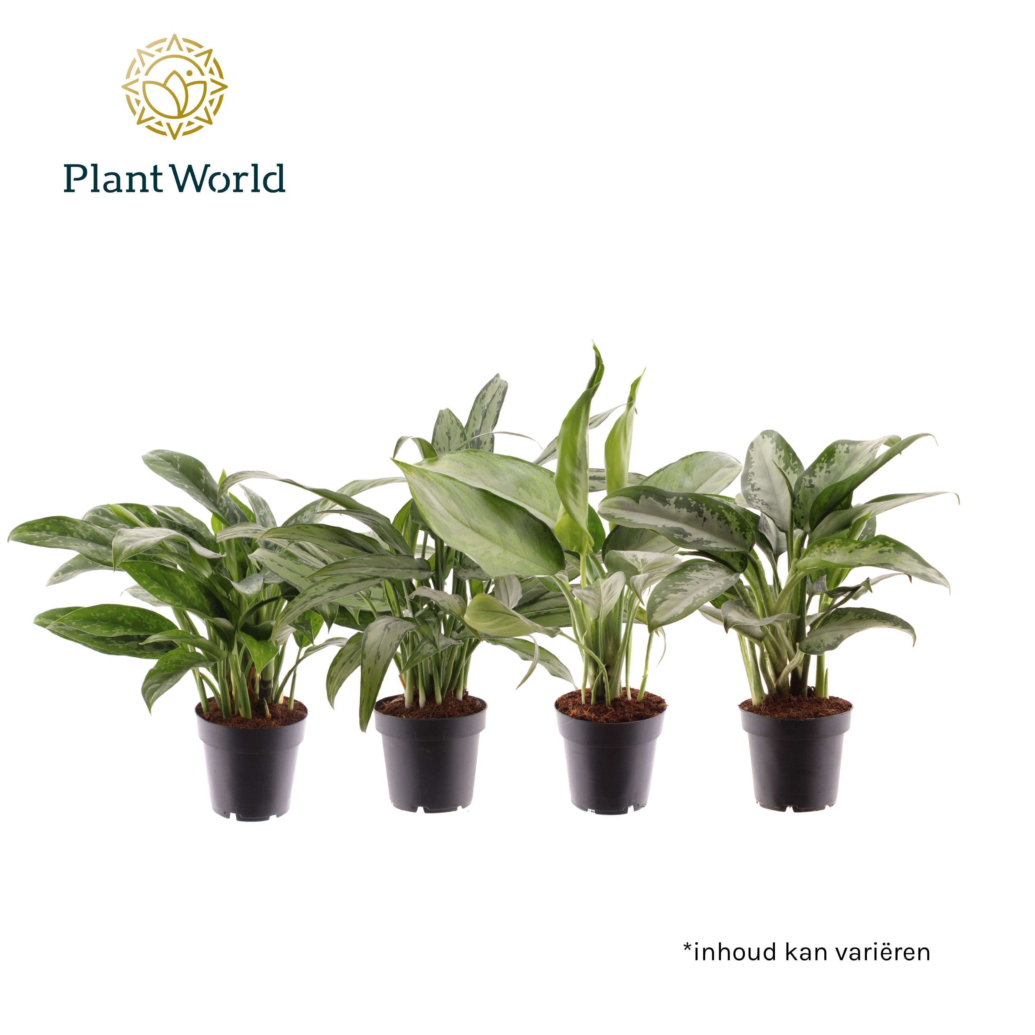 Горшечные цветы и растения оптом Aglaonema Mixed от 10шт из Голландии с доставкой по России