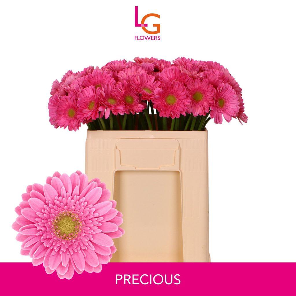 Срезанные цветы оптом Germini precious от 80шт из Голландии с доставкой по России