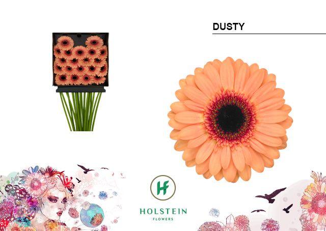 Срезанные цветы оптом Germini diamond dusty от 20шт из Голландии с доставкой по России