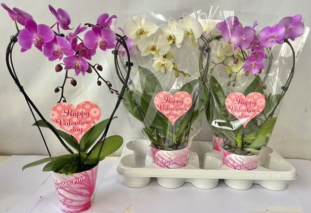 Горшечные цветы и растения оптом Phal Gem 3 Kl от 4шт из Голландии с доставкой по России