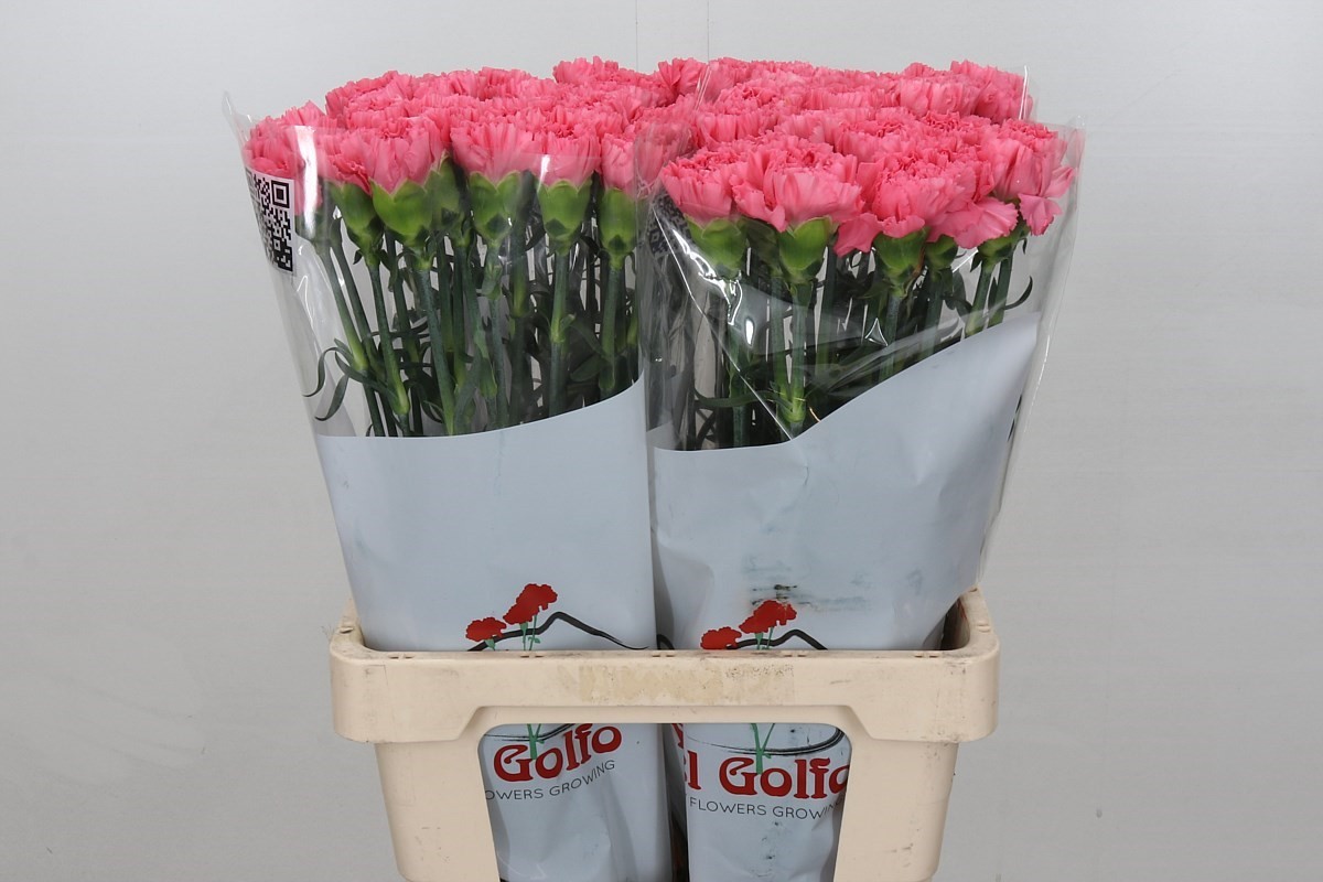 Срезанные цветы оптом Dianthus st cerisier от 80шт из Голландии с доставкой по России