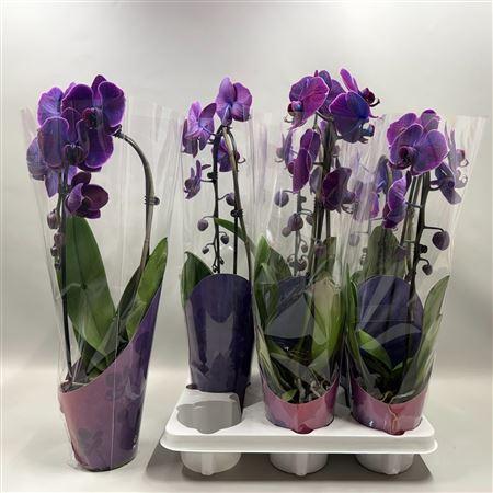 Горшечные цветы и растения оптом Phal**paint** El Cascade 1 Branche 9+ от 8шт из Голландии с доставкой по России