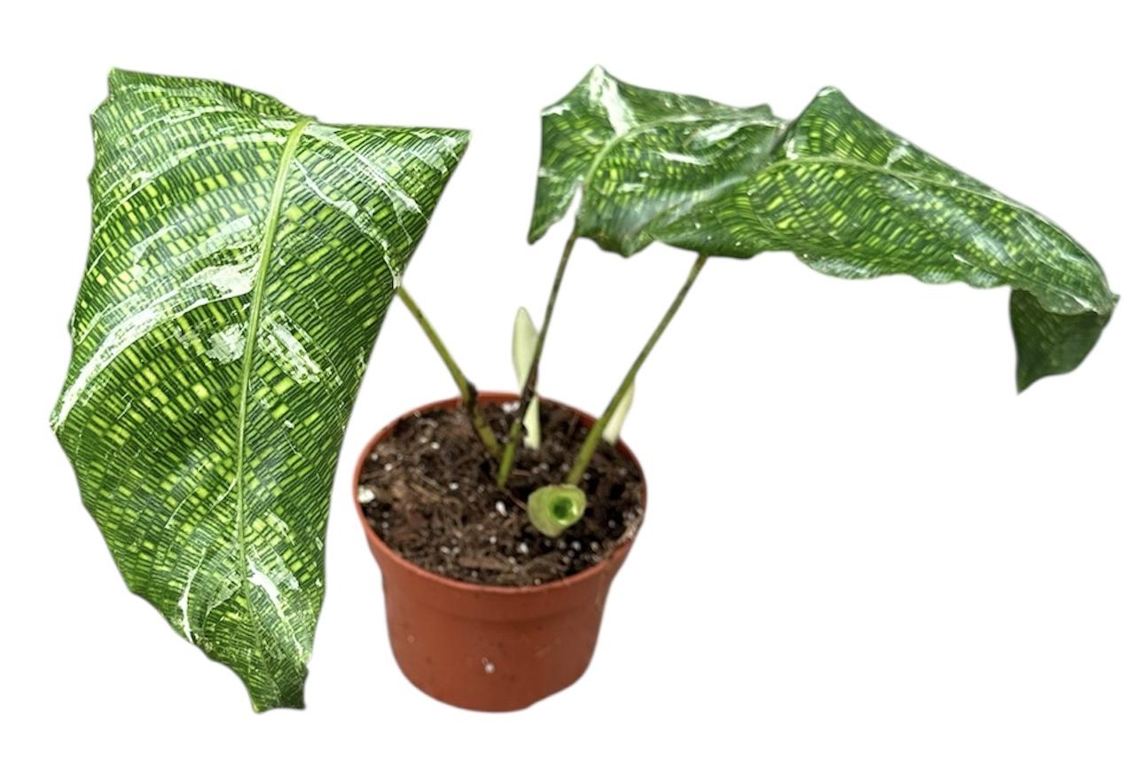 Горшечные цветы и растения оптом Calathea Musaica Variegata от 1шт из Голландии с доставкой по России
