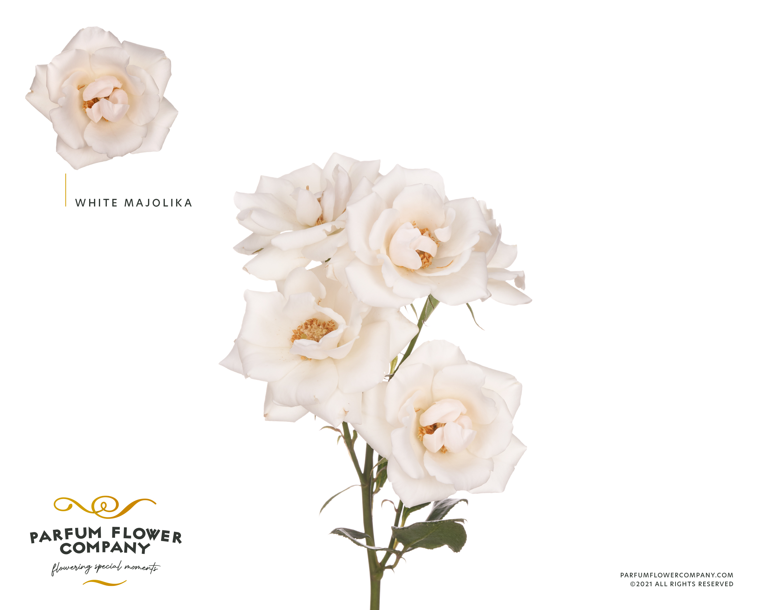 Срезанные цветы оптом Rosa spray garden white majolica от 36шт. из Голландии с доставкой по России