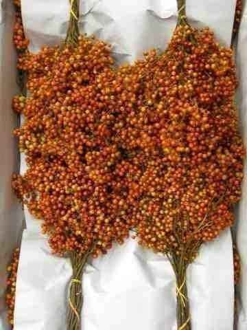 Срезанные цветы оптом Pepperberries per bunch in poly mixed colours fros от 5шт из Голландии с доставкой по России