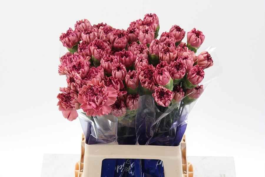 Срезанные цветы оптом Dianthus st vortex от 80шт из Голландии с доставкой по России