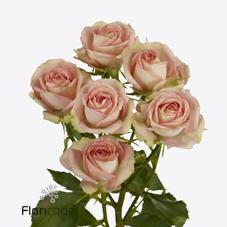 Срезанные цветы оптом Rosa spray azore от 30шт из Голландии с доставкой по России