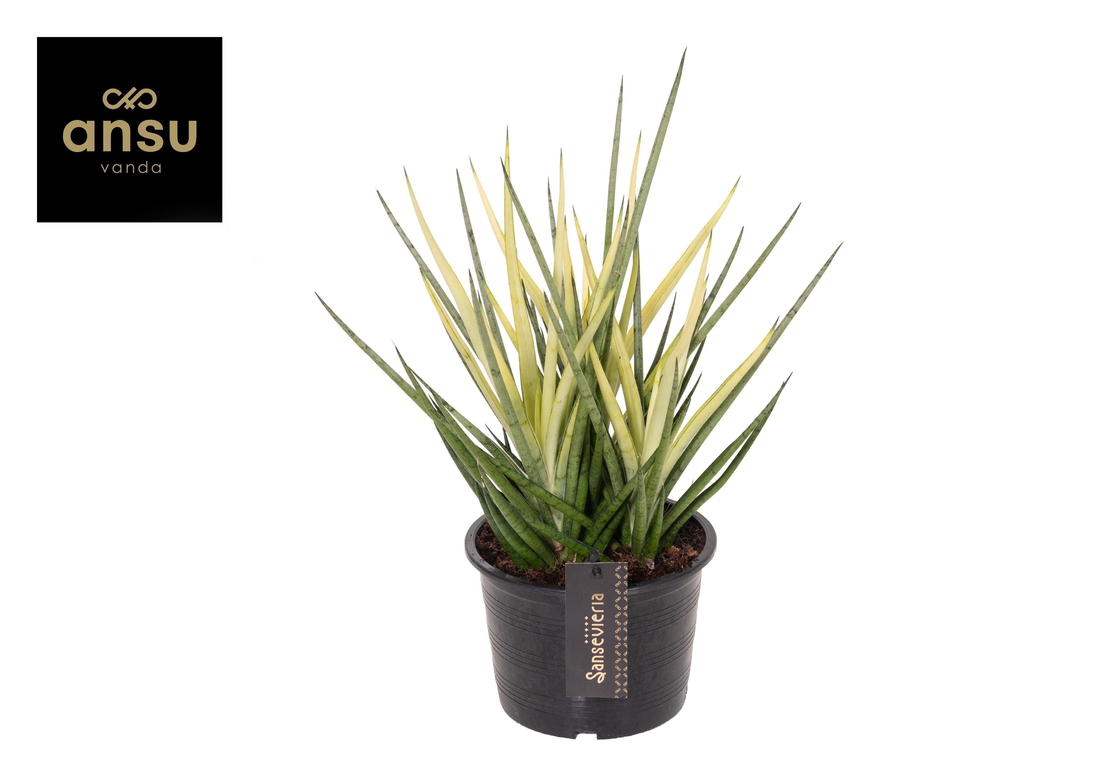 Горшечные цветы и растения оптом Sansevieria Chrysantha Lemon от 4шт из Голландии с доставкой по России