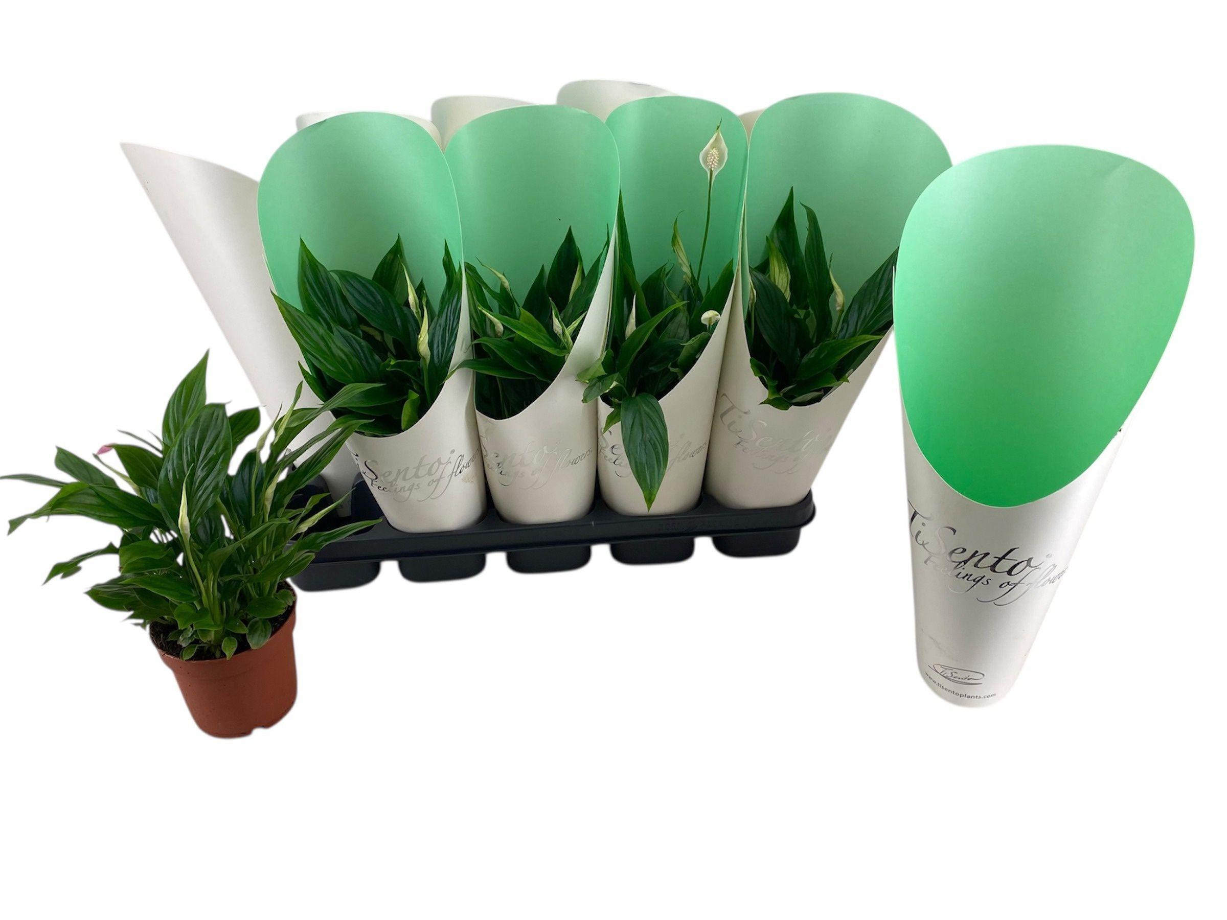 Горшечные цветы и растения оптом Spath Ov от 10шт из Голландии с доставкой по России