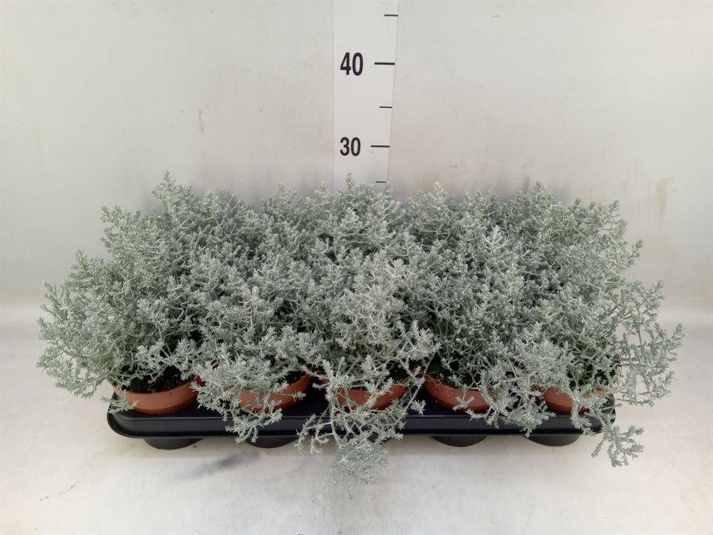 Горшечные цветы и растения оптом Leucophyta Brownii от 10шт из Голландии с доставкой по России