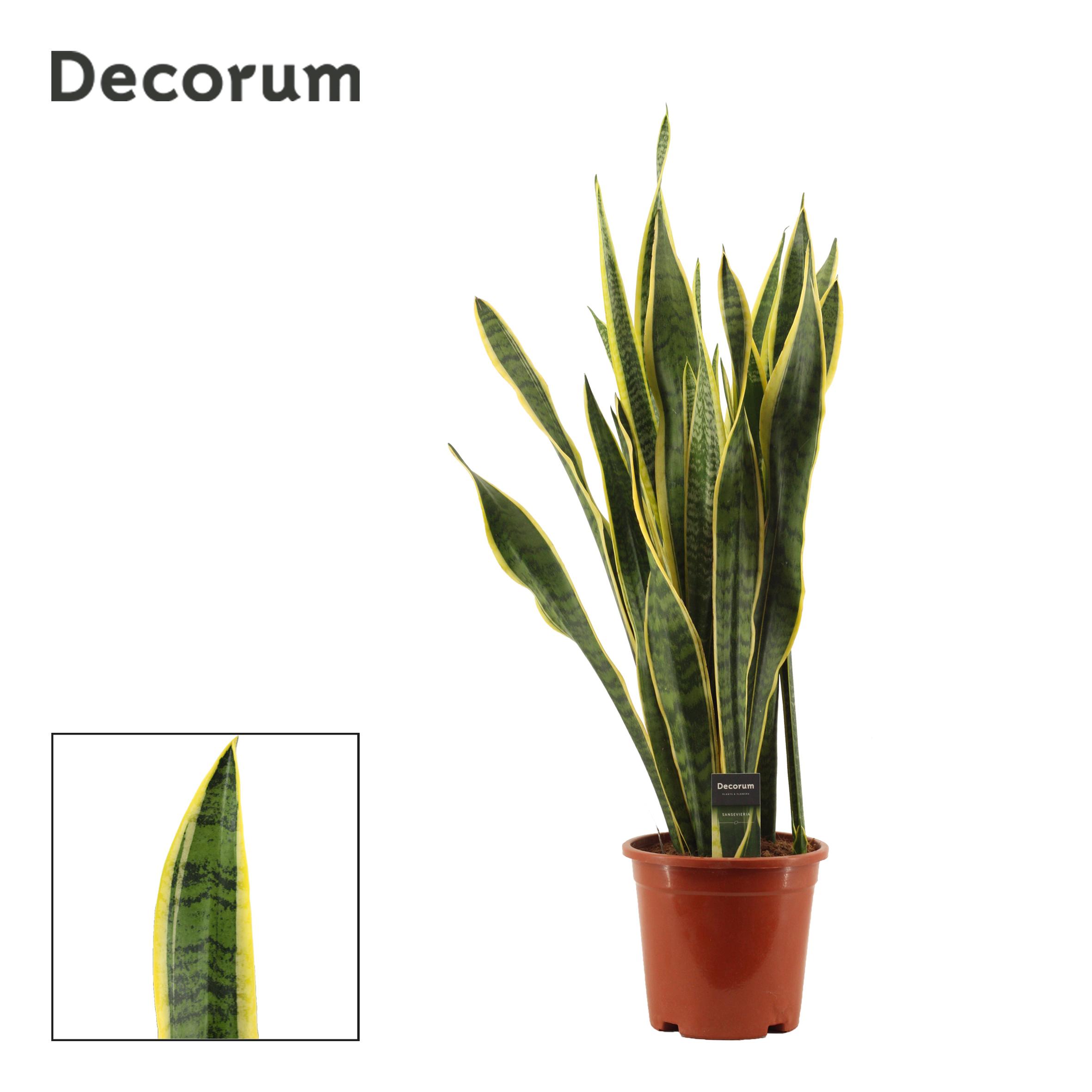 Горшечные цветы и растения оптом Sansevieria Laurentii (decorum) от 3шт из Голландии с доставкой по России