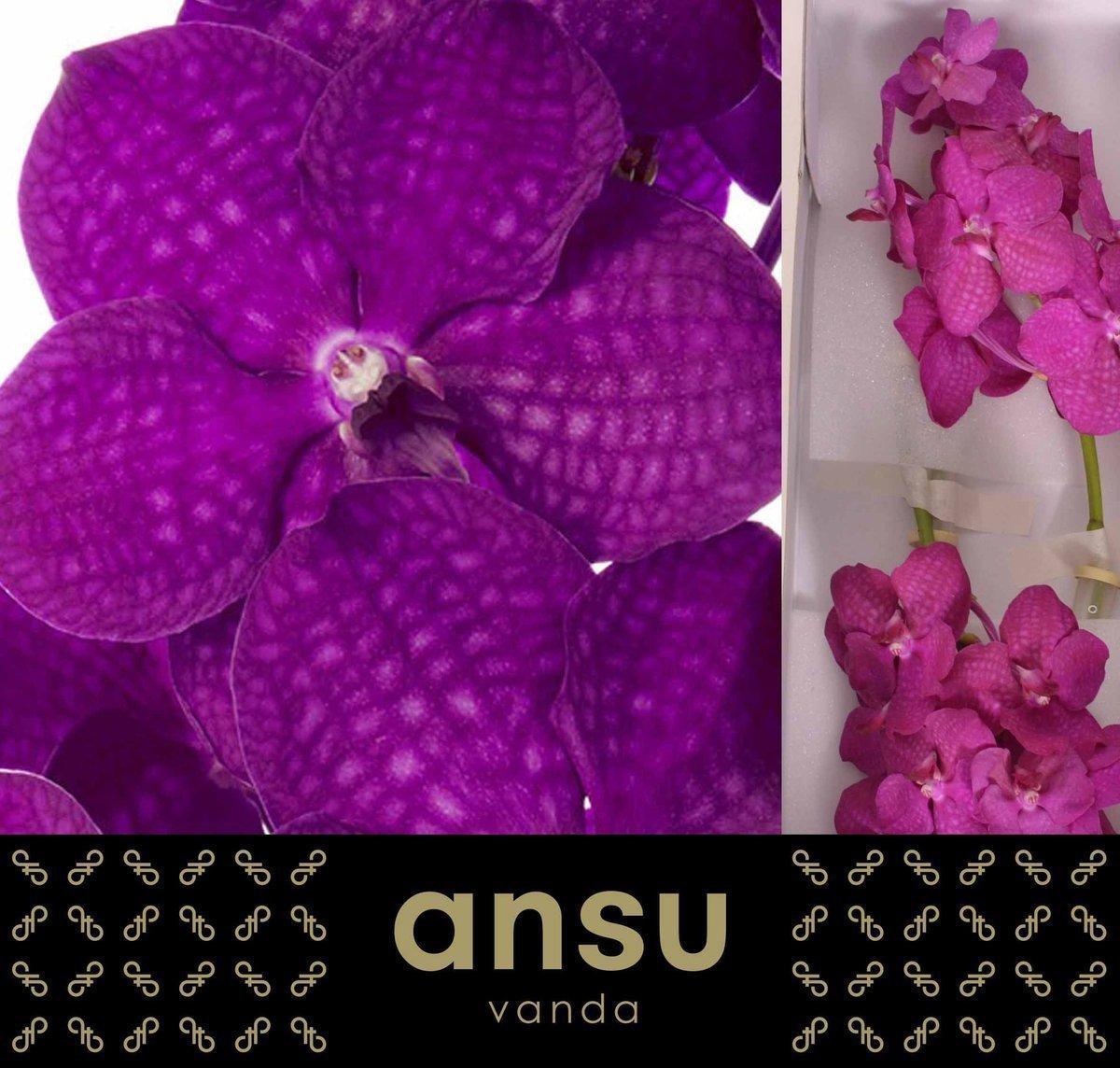 Срезанные цветы оптом Vanda nitaya raspberry cerise от 16шт из Голландии с доставкой по России Срезанные цветы оптом Vanda nitaya raspberry cerise от 16шт из Голландии с доставкой по России