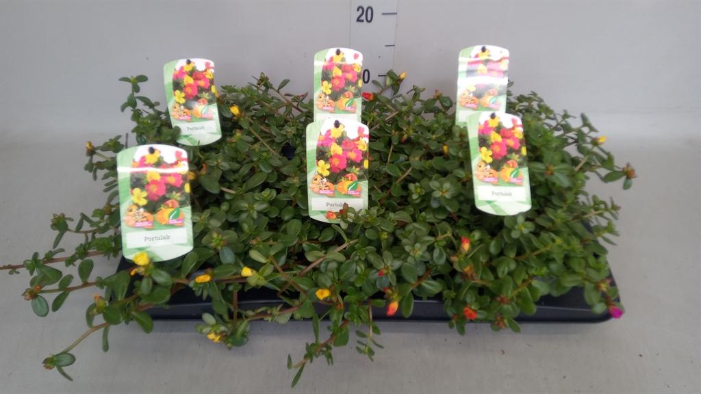 Горшечные цветы и растения оптом Portulaca   ...mix In Pot от 6шт из Голландии с доставкой по России